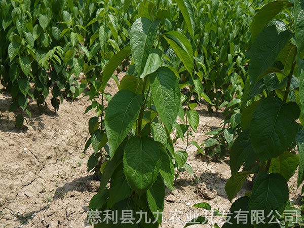 本地優(yōu)選1年苗（價(jià)格面議）