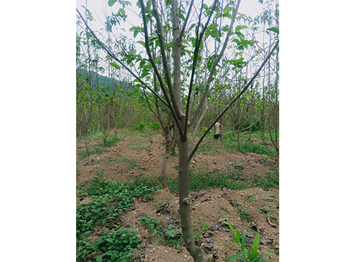 華仲8號優(yōu)選5年苗（價格面議）