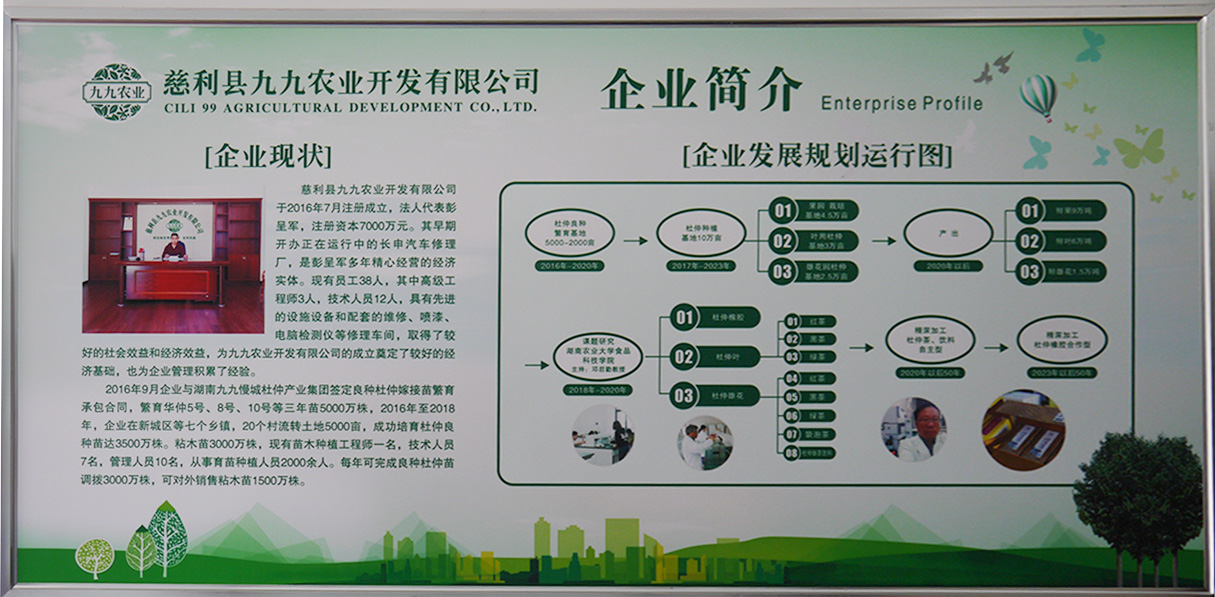 慈利縣九九農(nóng)業(yè)開發(fā)有限公司,張家界粘木苗銷售,杜仲種植,苗木銷售